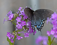 Tiger Swallowtail 2574